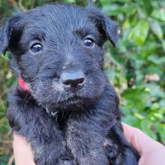 Scottish Terriers from Delben Pups