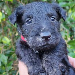 Scottish Terriers from Delben Pups