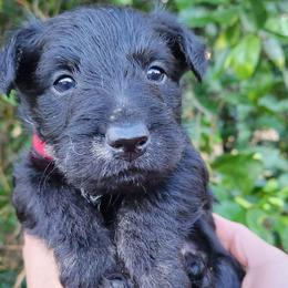 Scottish Terriers from Delben Pups