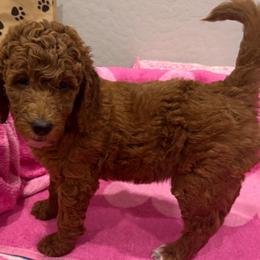 Ruby - Red  female Goldendoodle puppy in Maricopa, Arizona from AZ Designer Goldendoodles