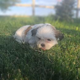 Bessie - Black and white female Shih Tzu puppy in Montrose, Colorado from Gnomies Furry Friends