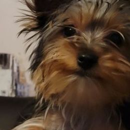 Yorkshire Terriers from Potters Puppies