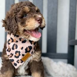 Grace - Brown female Bernedoodle puppy in California from Cam’s Doodlez