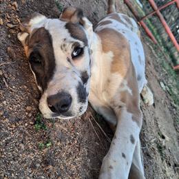 Fawn Harlequin Male - Harlequin male Great Dane puppy in Cunningham, Kansas from Garden Grove Great Danes