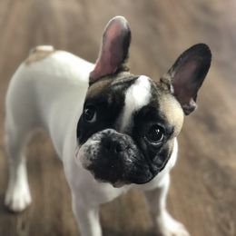Sol - French Bulldog