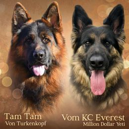 German Shepherd puppies from WSK9 By My Side