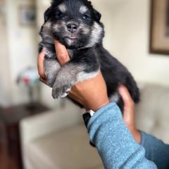 Grey Boy - Black male Finnish Lapphund puppy in Redding, California from AlpenGlō Kennels