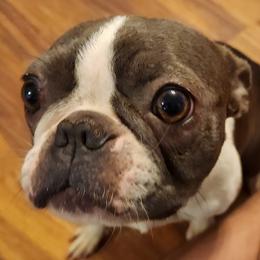 Luna - Boston Terrier
