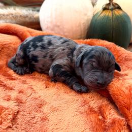 Ash - Merle male Goldendoodle puppy in Easley, South Carolina from Our Darling Doodles