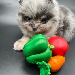 Gucci - Blue merle male Pomeranian puppy in Brentwood, California from Royalpawpoms