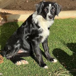 Poppy - Black and white female Aussiedoodle puppy in Peyton, Colorado from Colorful Colorado Aussiedoodles