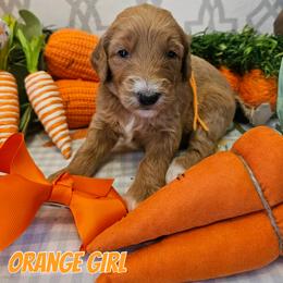 Sunny - Red  female Goldendoodle puppy in Haughton, Louisiana from Bailey’s Cajun Canines