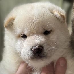 Shade - Cream male Shiba Inu puppy in Gladewater, Texas from Mirage Siberians