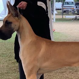 Great Danes from VZTop Danes