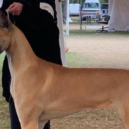 Great Danes from VZTop Danes