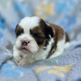 Lydia Boy 1 - Red and white male Shih Tzu puppy in Oakville, Washington from Garrard Creek Shih Tzus