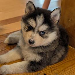 Gigi - Female - Black and white female Pomsky puppy in Hurleyville, New York from My Crazy Pomskys