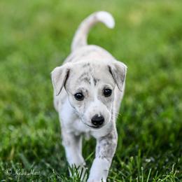Whippet Puppies from Winstar Whippets