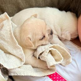 Boy 1 - Cream male French Bulldog puppy in Opelika, Alabama from Fancy Face Frenchies