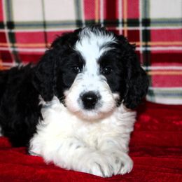 Dancer - Aussiedoodle puppy from Lazy S Aussies