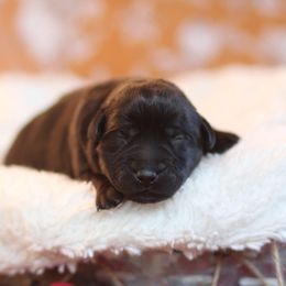 Light Blue Collar Male - Black male Labrador Retriever puppy in Williamston, Sc, South Carolina from Dutton Dog Co & Dalla Grazia Doberman