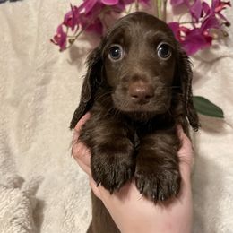 Sad eyes chocolate male - Chocolate male Dachshund puppy in Kentucky from Wonderful Weiners