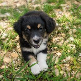 Daphne - Black tri female Miniature Australian Shepherd puppy in Macomb, Missouri from Faunus Farms and Aussies