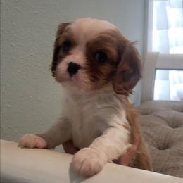 Grace - Blenheim female Cavalier King Charles Spaniel puppy in Stockdale, Texas from Great Oaks Farm Cavaliers