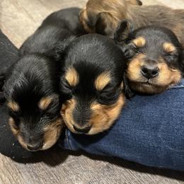 Dachshund Puppies from Tippecanoe Mini Dachshund