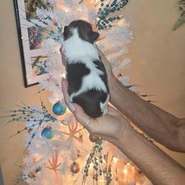 Maverick - Tricolor male Shih Tzu puppy in New Port Richey, Florida from Stanford's Shih Tzus
