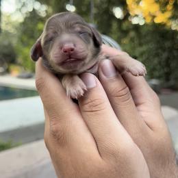 Dachshund Puppies from Golden State Mini Doxies