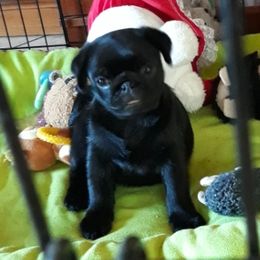 Pug puppies from Blue Haven Stable