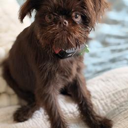 Brussels Griffon and French Bulldog All Grown Up from Team Grubb Frenchies / Grubb's Grumpy Griffs