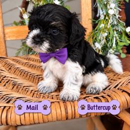 Buttercup - Parti male Maltipoo puppy in Dover, Florida from Country Cottage Puppies