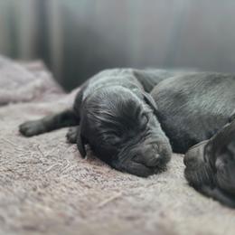 Male 4 - Black male Giant Schnauzer puppy in Mcneal, Arizona from Olympian Giant Schnauzers and Westie’s!