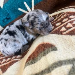 Chandler - Blue merle male Miniature Australian Shepherd puppy in Bethany, Illinois from Rachel at Marrowbone Creek Aussies