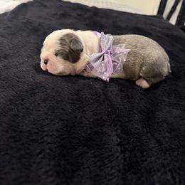 Girl 3 - Blue female Boston Terrier puppy in Richburg, South Carolina from Hidden Valley Bostons