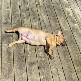 Belle - French Bulldog