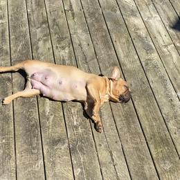 Belle - French Bulldog