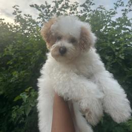 Pongo - Parti male Poodle puppy in Matteson, Illinois from Chitownpupz