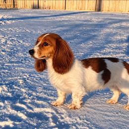 Ginger - Dachshund