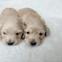 Ronaldo - Cream male Dachshund puppy in Richmond, Virginia from Irresistible Dachshunds & Cavaliers
