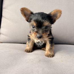 Yorkshire Terrier Puppies from Jaymele Fultz