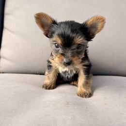 Yorkshire Terrier Puppies from Jaymele Fultz