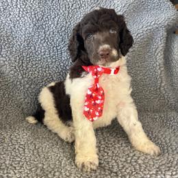 Oak - Parti male Poodle puppy in Calimesa, California from Teakwoodpoodleofsocal