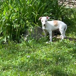 Valentine - White and fawn female Whippet puppy in Oneida, Tennessee from Saving Grace