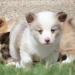 SableFawn Merle - Sable merle and white male American Corgi puppy in Cameron, Texas from Moonstone Corgis & Frenchies