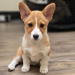 Girl 1 - Red and white female American Corgi puppy in Middleburg, Florida from Mulkeys Little Corgis