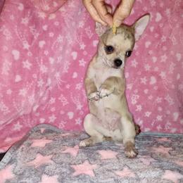 Chihuahua Puppies from Dee Hayes