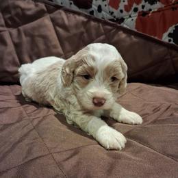 Otis - Brown and white male Aussiedoodle puppy in Mena, Arkansas from Ouachita River Cockapoos
